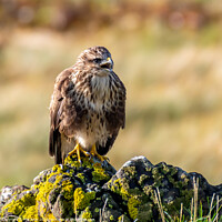 Buy canvas prints of Common Buzzard by Phil Reay