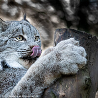 Buy canvas prints of Canadian Lynx by Phil Reay