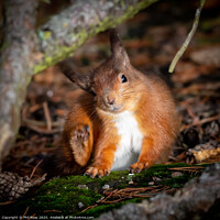 Buy canvas prints of A wild Red Squirrel with an itch  by Phil Reay