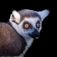 Buy canvas prints of A close up of a Ring Tailed Lemur by Phil Reay