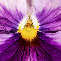 Buy canvas prints of  Pansy by Tony Emery