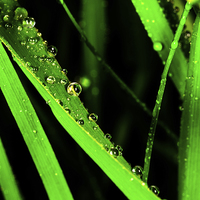 Buy canvas prints of  Grass Drops by Tony Emery