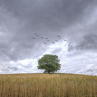Buy canvas prints of  Single oak tree by John Allsop