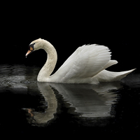 Buy canvas prints of Swan by John Allsop