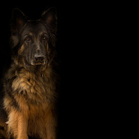 Buy canvas prints of German Shepherd dog by John Allsop