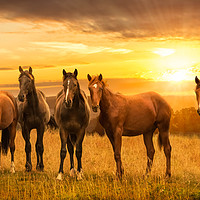 Buy canvas prints of Horses at sunrise by John Allsop