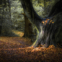 Buy canvas prints of  Magical Woodland Light  by Jeremy Fennell