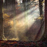 Buy canvas prints of Autumn light at  Blaise Castle Estate, Bristol by Jeremy Fennell