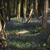 Buy canvas prints of Bluebells in Leigh Woods, Bristol by Jeremy Fennell