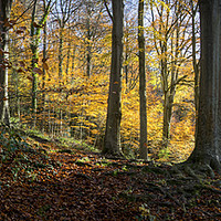 Buy canvas prints of Beech Woodland in Autumn  by Jeremy Fennell