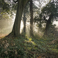 Buy canvas prints of Winter mist  at Blaise Woodlands, Bristol by Jeremy Fennell
