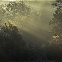 Buy canvas prints of Winter woodland light  by Jeremy Fennell