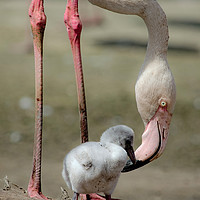 Buy canvas prints of Mother & Child  by Jeremy Fennell