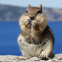 Buy canvas prints of  squirrel @ Crater Lake Oregon by Erika de pelseneire