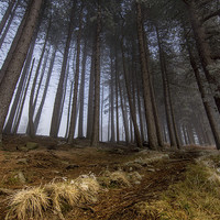 Buy canvas prints of  Mist in the woods by David Schofield
