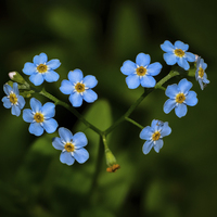 Buy canvas prints of  Forget me Not by David Schofield