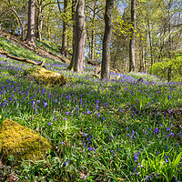 Buy canvas prints of Bluebell Wood by David Schofield
