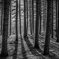 Buy canvas prints of Through the Trees by David Schofield