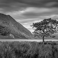 Buy canvas prints of Trees at Crummock Water by David Schofield