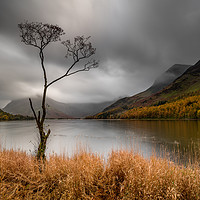 Buy canvas prints of The Lone Tree, Buttermere Lake by David Schofield