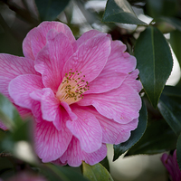 Buy canvas prints of  Camellia  by Caron Parker