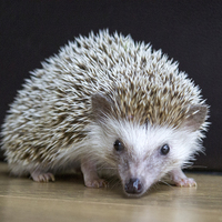 Buy canvas prints of  Hedgehog (APH) by Jay Beevor