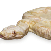 Buy canvas prints of  Albino Boa Constrictor snake by Jay Beevor