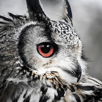 Buy canvas prints of  Eurasian eagle owl  by Heidi Burford