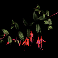Buy canvas prints of Fuchsia on Dark by Stuart Giblin