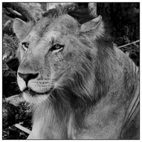 Buy canvas prints of  Lion portrait 1 by Christopher Brewell