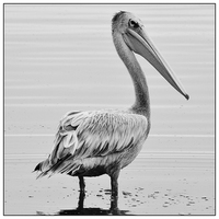 Buy canvas prints of  Pelican by Christopher Brewell