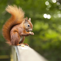Buy canvas prints of  Red Squirrel by Danny McCarthy