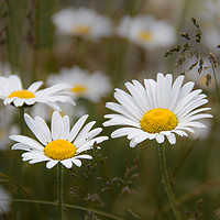 Buy canvas prints of daisies in a field by Amanda Peglitsis