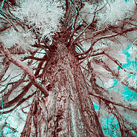 Buy canvas prints of Infrared Tree by Amanda Peglitsis