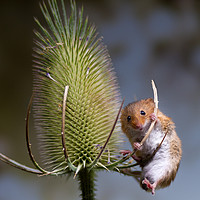 Buy canvas prints of Harvest Mouse by Amanda Peglitsis