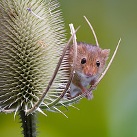 Buy canvas prints of Harvest Mouse by Amanda Peglitsis