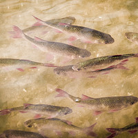 Buy canvas prints of Chub fish by Amanda Peglitsis