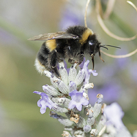Buy canvas prints of  Bee on lavender by Carol Walker