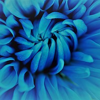 Buy canvas prints of Blue Chrysanthemum Flower by Robert Davies