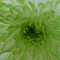 Buy canvas prints of Green Chrysanthemum Flower  by Robert Davies