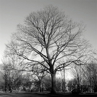 Buy canvas prints of Maple Tree, Withrow Park, Toronto, Canada (Winter) by Ian Small