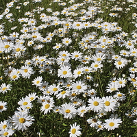 Buy canvas prints of  Ox Eye daisies by Caroline Hillier