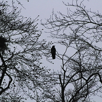 Buy canvas prints of  Tree top crow by Caroline Hillier