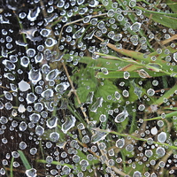 Buy canvas prints of  Water droplets on a spiders web by Caroline Hillier