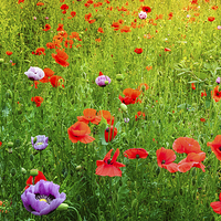 Buy canvas prints of The Poppy Field by Colin Evans