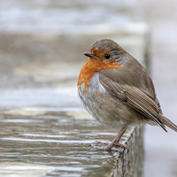 Buy canvas prints of  Robin in the Rain by Colin Evans