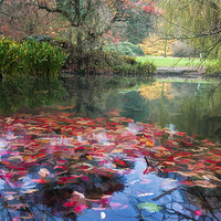 Buy canvas prints of  Autumn Pond by Colin Evans