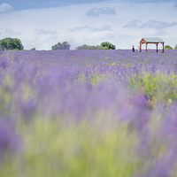 Buy canvas prints of  Lavender Field by Colin Evans