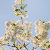 Buy canvas prints of  White Blossom by Colin Evans