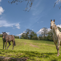 Buy canvas prints of  The Horses by Colin Evans